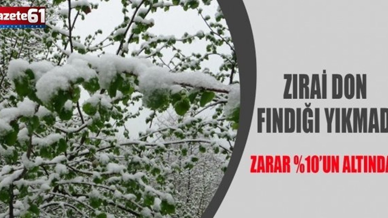 -Zirai don fındığı yıkmadı. Zarar %10’un altında…