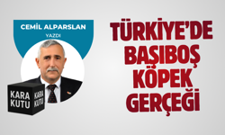 TÜRKİYE’DE BAŞIBOŞ KÖPEK GERÇEĞİ