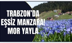 Trabzon’da eşsiz manzara! Mor yayla