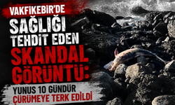 Vakfıkebir'de sağlığı tehdit eden Skandal Görüntü: Yunus 10 Gündür Çürümeye Terk Edildi