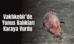 Vakfıkebir’de Yunus Balıkları Karaya Vurdu