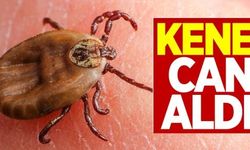 Havaların ısınmasıyla kene kabusu başladı: Bir can daha gitti