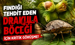 Fındığı Tehdit Eden Drakula Böceği İçin Kritik Görüşme