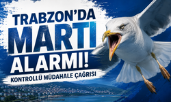 Trabzon’da martı alarmı: Kontrollü müdahale çağrısı