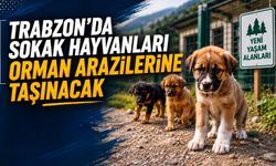 Trabzon’da sokak hayvanları orman arazilerine taşınacak