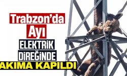 Trabzon’da akıma kapılan ayı telef oldu