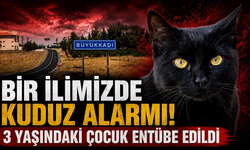 Kedinin ısırdığı 3 yaşındaki çocuk entübe edildi! Kuduz testi pozitif çıktı