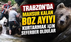 Trabzon’da mahsur kalan boz ayıyı kurtarmak için seferber oldular