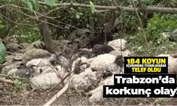Maçka’da şoke eden olay! 184 koyun uçurumdan yuvarlanarak telef oldu