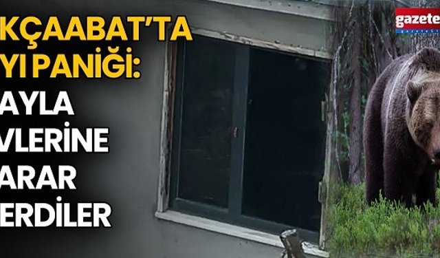 Akçaabat’ta Ayı Paniği: Yayla Evlerine Zarar Verdiler