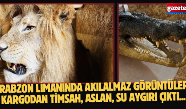 Trabzon Limanında akılalmaz görüntüler! Kargodan timsah, aslan, su aygırı çıktı...