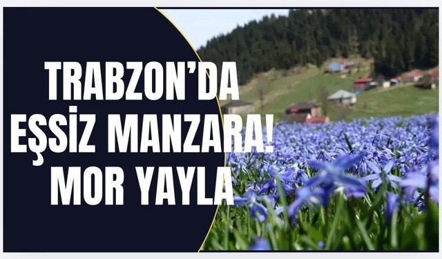 Trabzon’da eşsiz manzara! Mor yayla