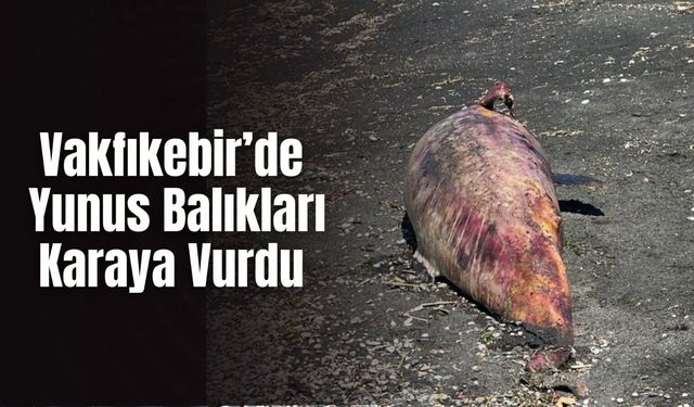 Vakfıkebir’de Yunus Balıkları Karaya Vurdu