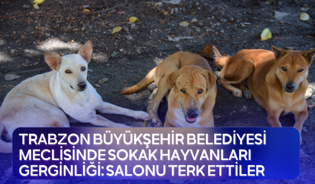 Sokak hayvanları gerginliği: Salonu terk ettiler