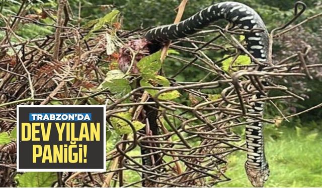Trabzon'da dev yılan paniği! Mahalleyi ayağa kaldırdı