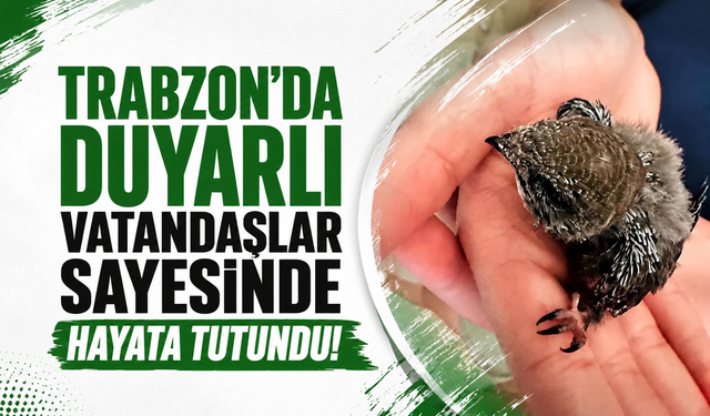 Trabzon'da duyarlı vatandaşlar sayesinde hayata tutundu!