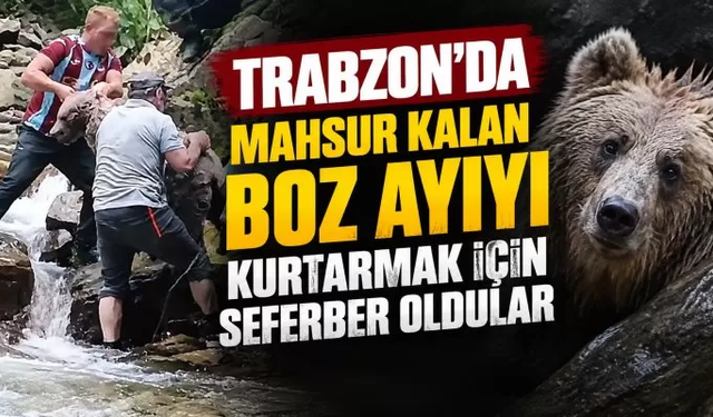 Trabzon’da mahsur kalan boz ayıyı kurtarmak için seferber oldular