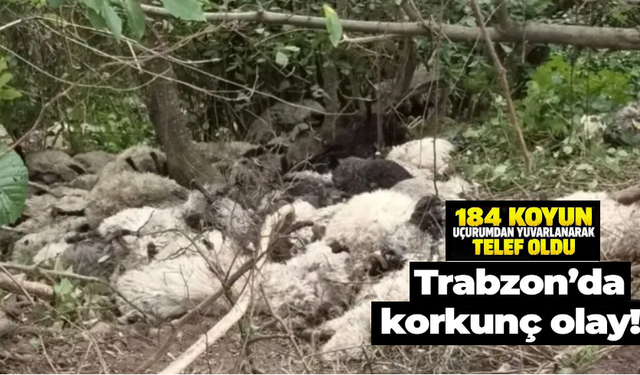 Maçka’da şoke eden olay! 184 koyun uçurumdan yuvarlanarak telef oldu