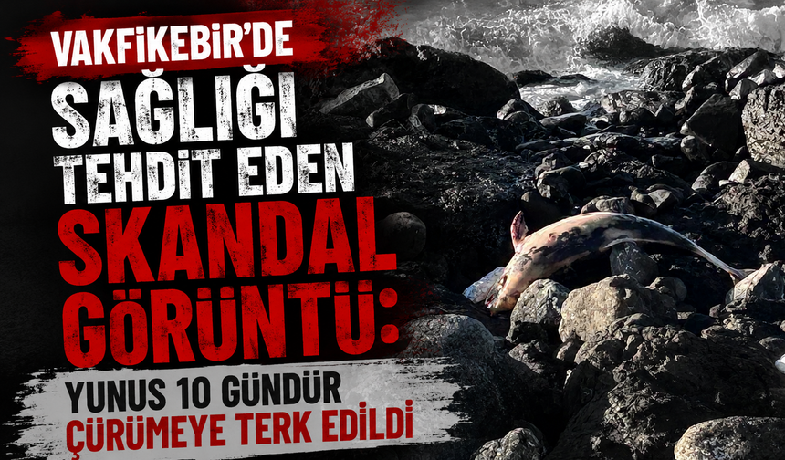 Vakfıkebir'de sağlığı tehdit eden Skandal Görüntü: Yunus 10 Gündür Çürümeye Terk Edildi
