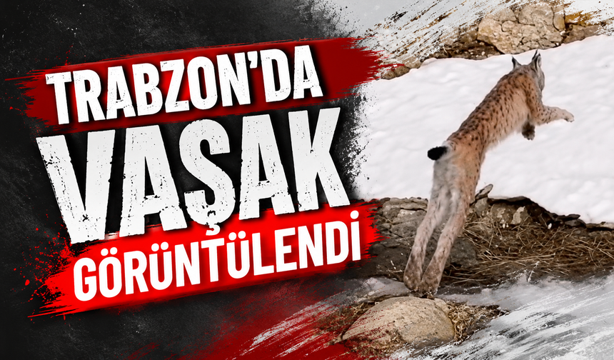 Trabzon'da vaşak görüntülendi