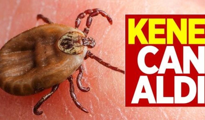 Havaların ısınmasıyla kene kabusu başladı: Bir can daha gitti