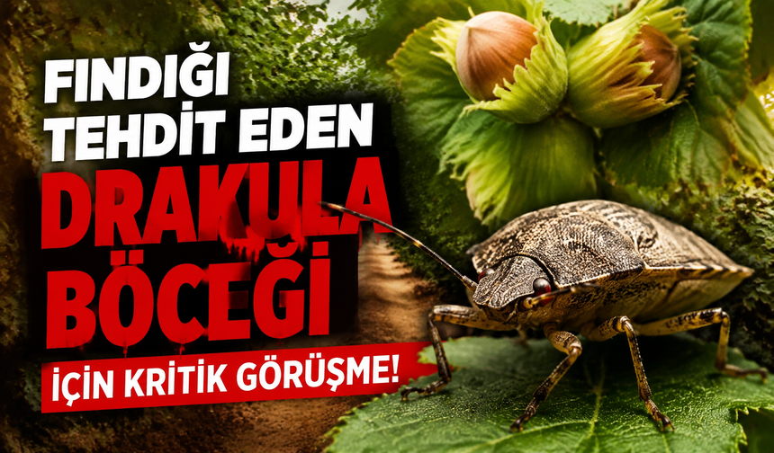 Fındığı Tehdit Eden Drakula Böceği İçin Kritik Görüşme