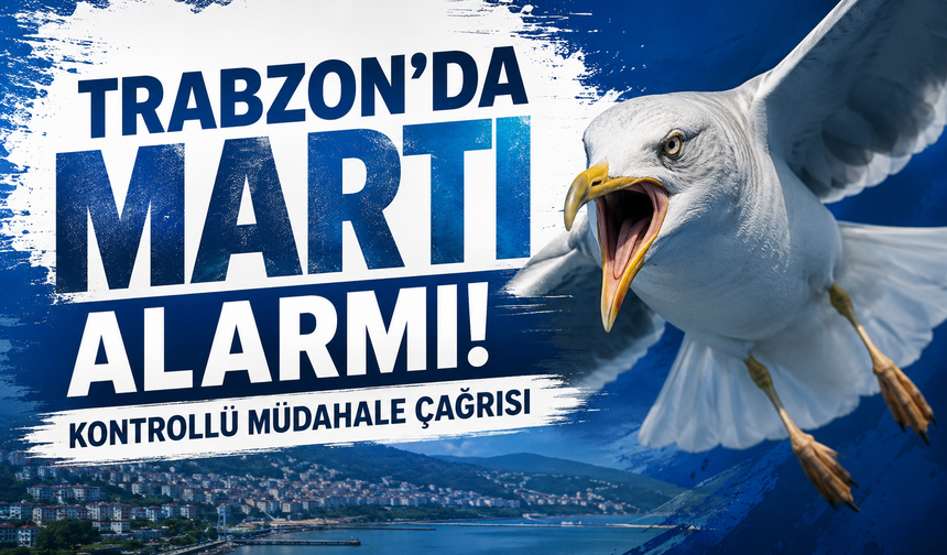 Trabzon’da martı alarmı: Kontrollü müdahale çağrısı