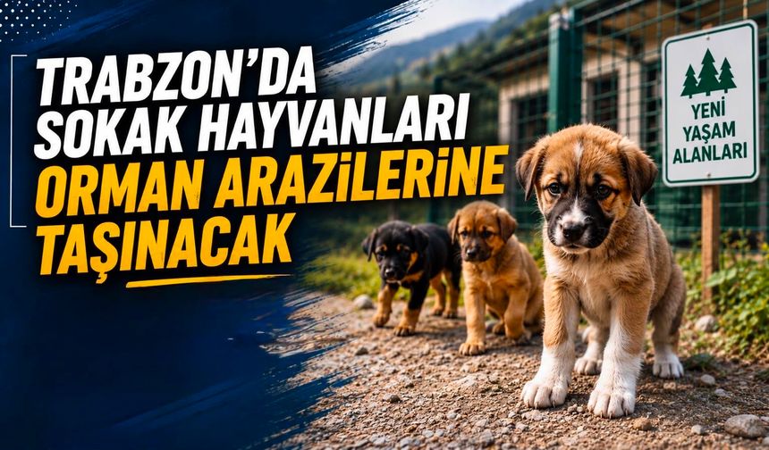 Trabzon’da sokak hayvanları orman arazilerine taşınacak
