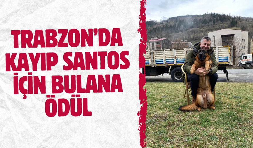 Trabzon’da kayıp Santos için bulana ödül