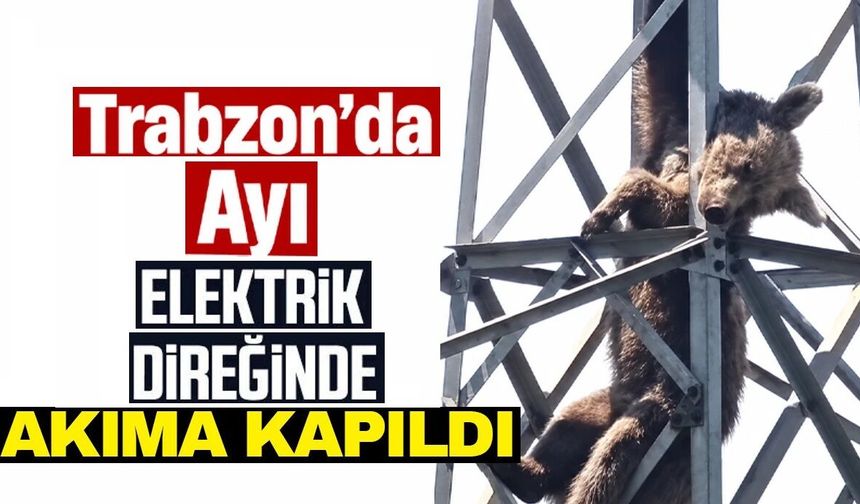 Trabzon’da akıma kapılan ayı telef oldu