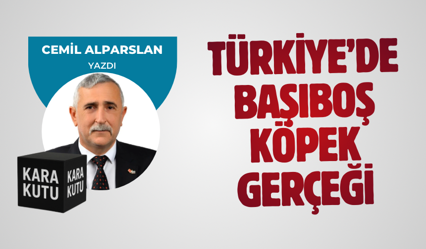 TÜRKİYE’DE BAŞIBOŞ KÖPEK GERÇEĞİ